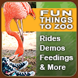 Fun Things to Zoo - Rides, Demos, Feedings & More
