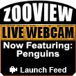 ZooView Live Webcam - Penguins