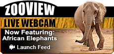 ZooView Live Webcam - African Elephants