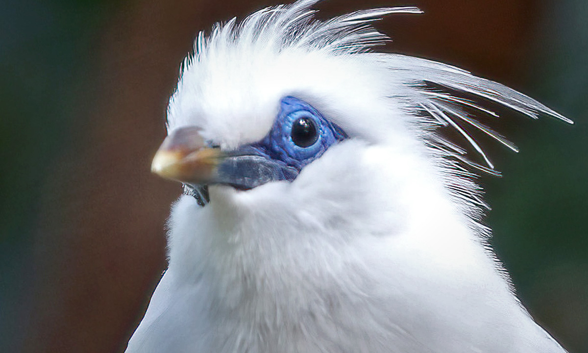 Bali Myna :: Riverbanks Zoo & Garden