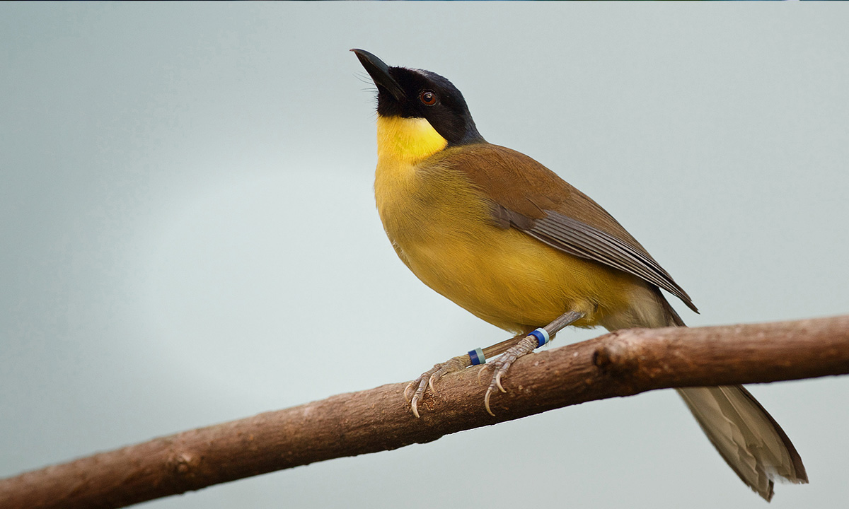 Blue-crowned Laughingthrush :: Riverbanks Zoo & Garden