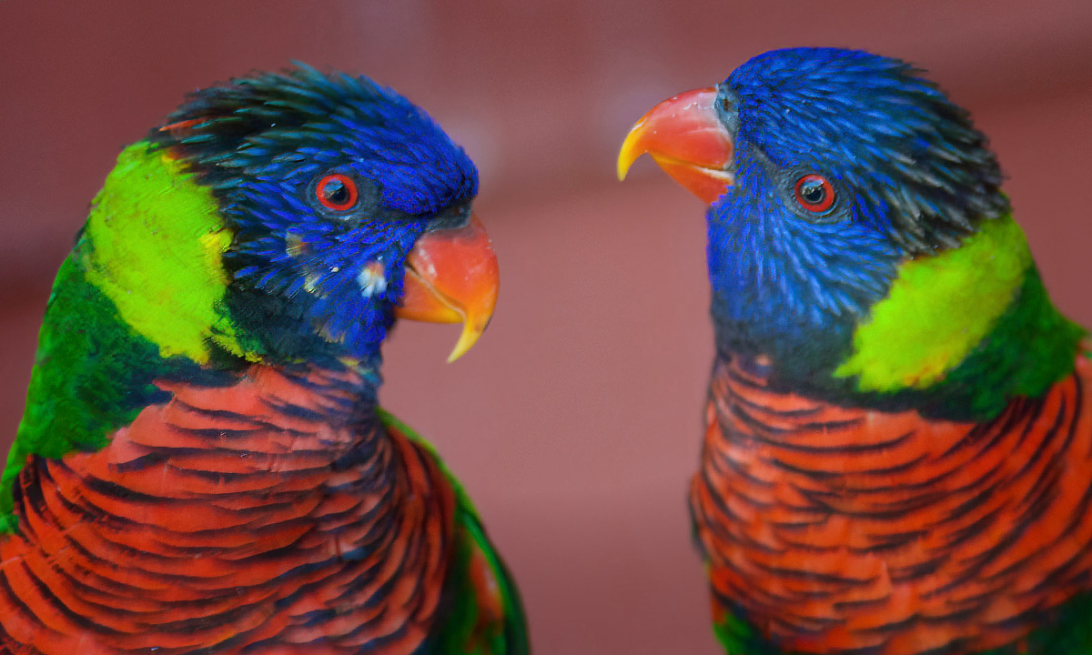 Coconut Lorikeet :: Riverbanks Zoo & Garden