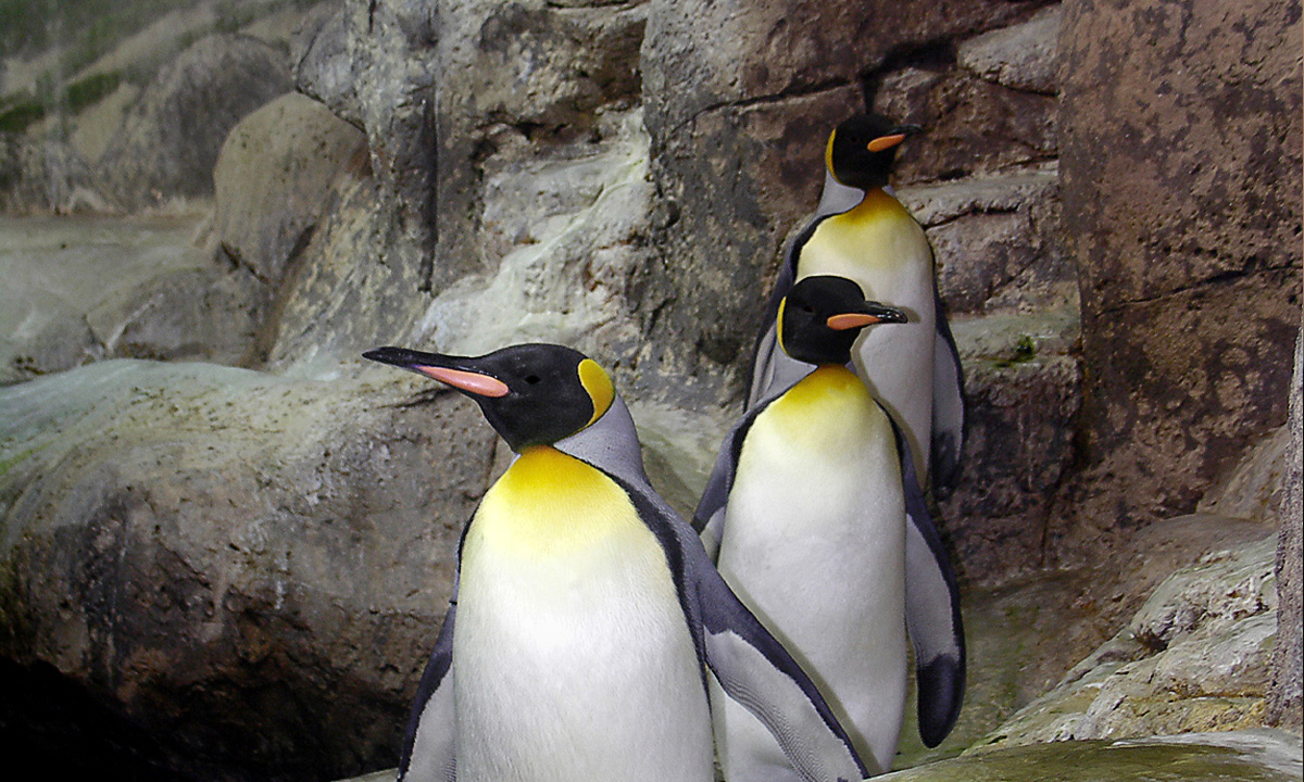 King Penguin :: Riverbanks Zoo & Garden