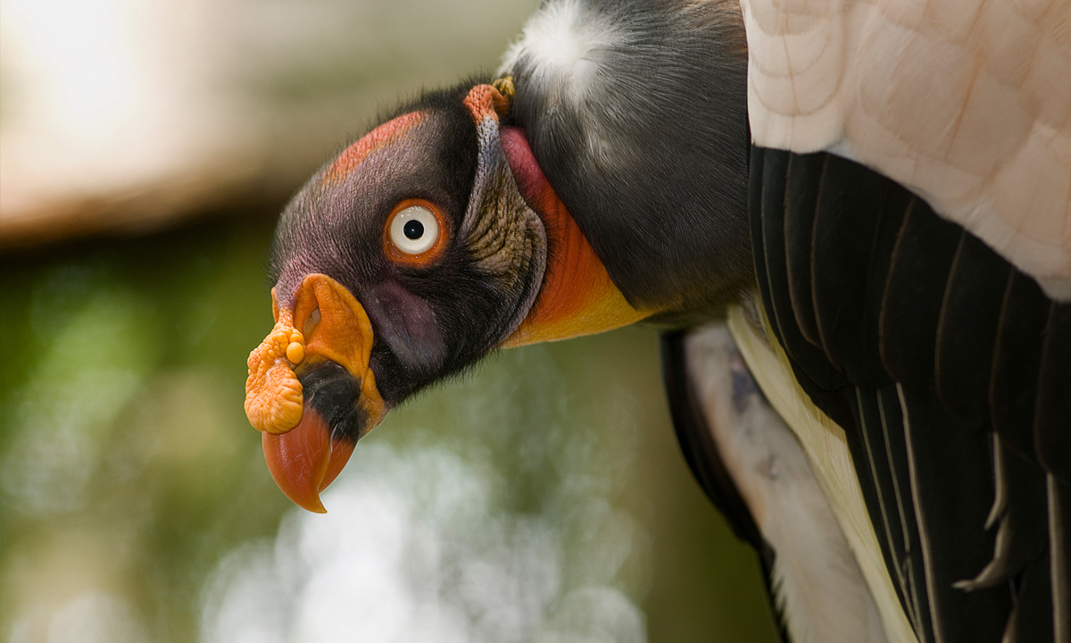 King Vulture :: Riverbanks Zoo & Garden