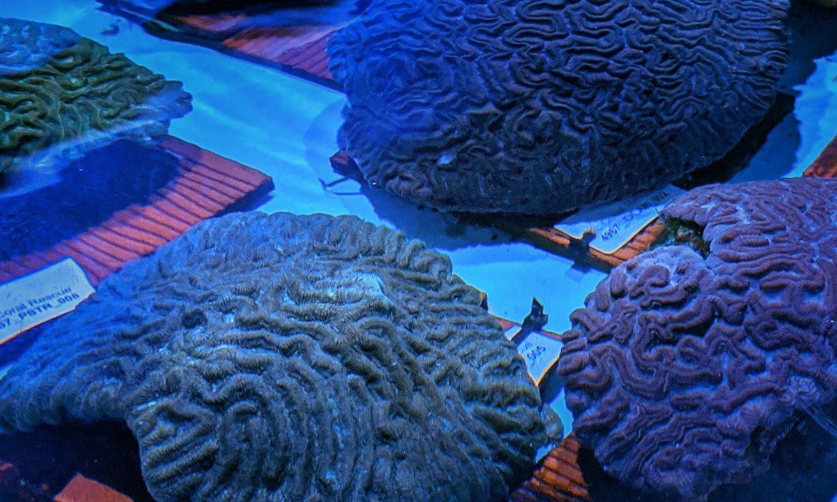 Coral Conservation Lab :: Riverbanks Zoo & Garden