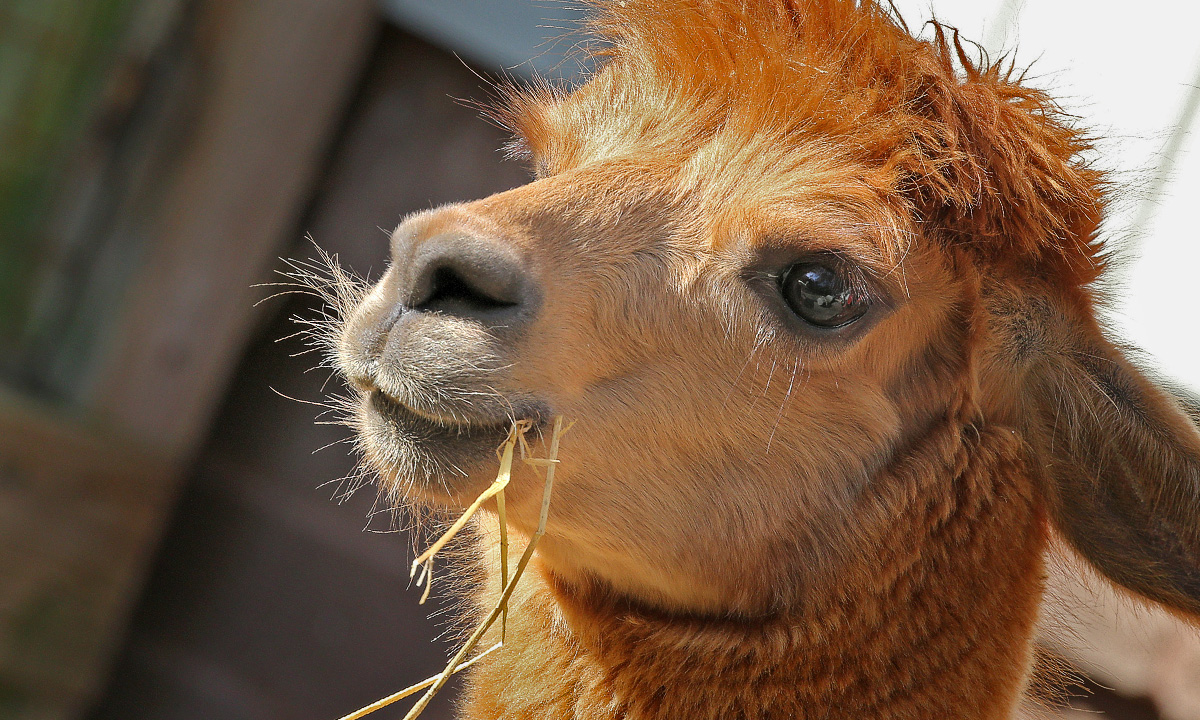 Alpaca :: Riverbanks Zoo & Garden