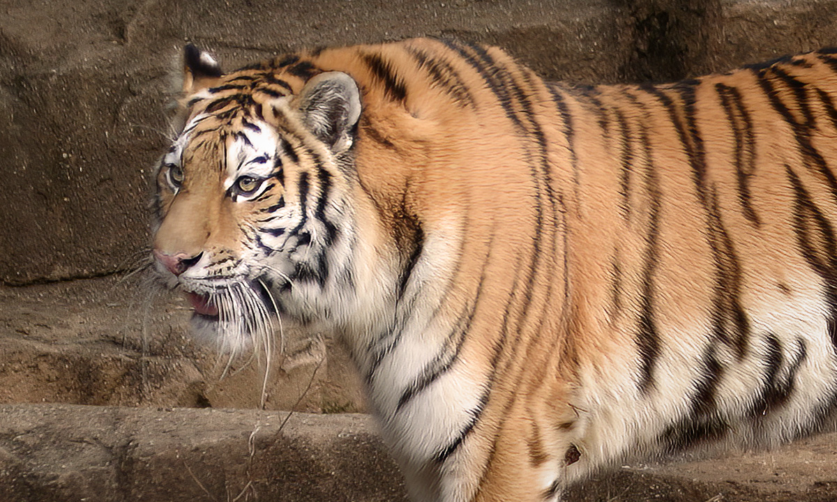 Amur Tiger :: Riverbanks Zoo & Garden