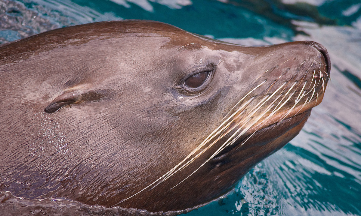 California Sea Lion :: Riverbanks Zoo & Garden