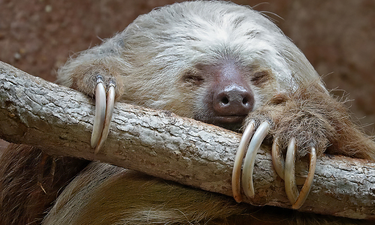 Hoffman’s Two-toed Sloth :: Riverbanks Zoo & Garden