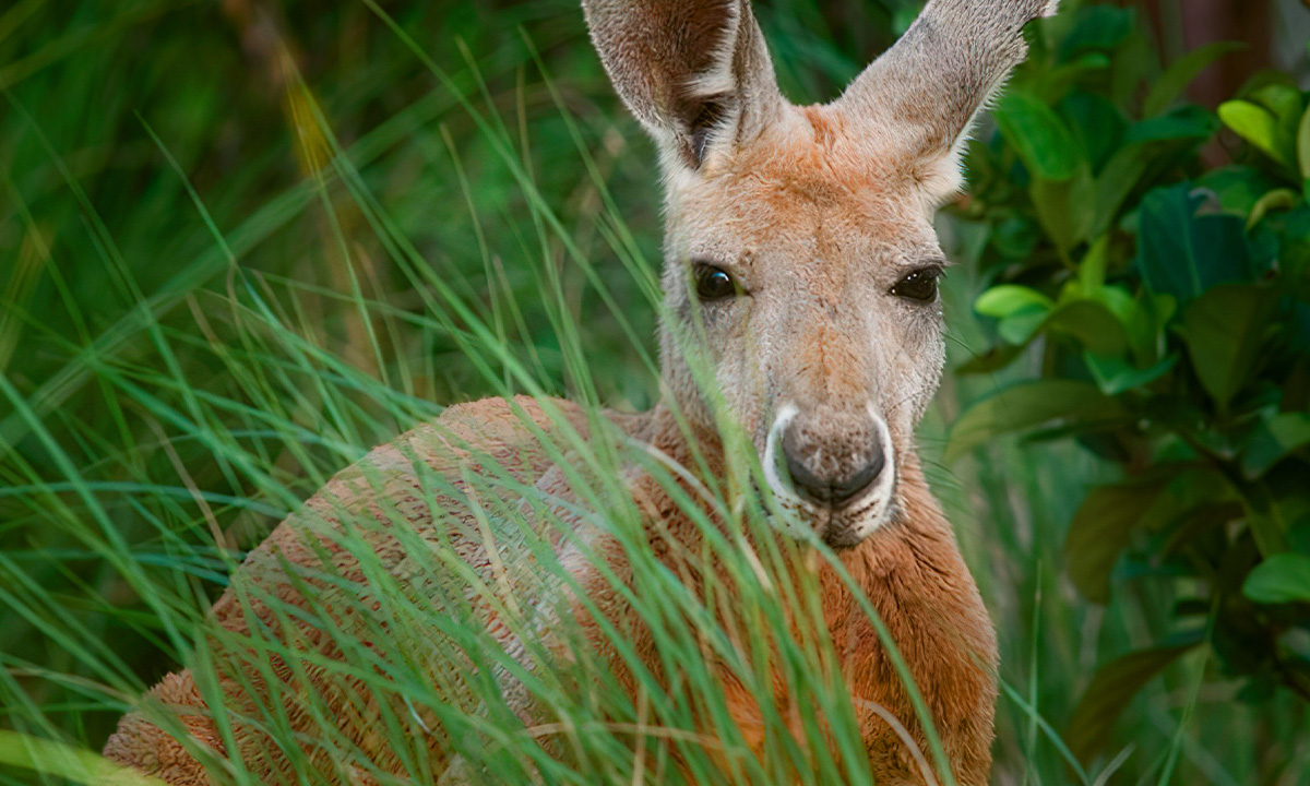 Red Kangaroo :: Riverbanks Zoo & Garden