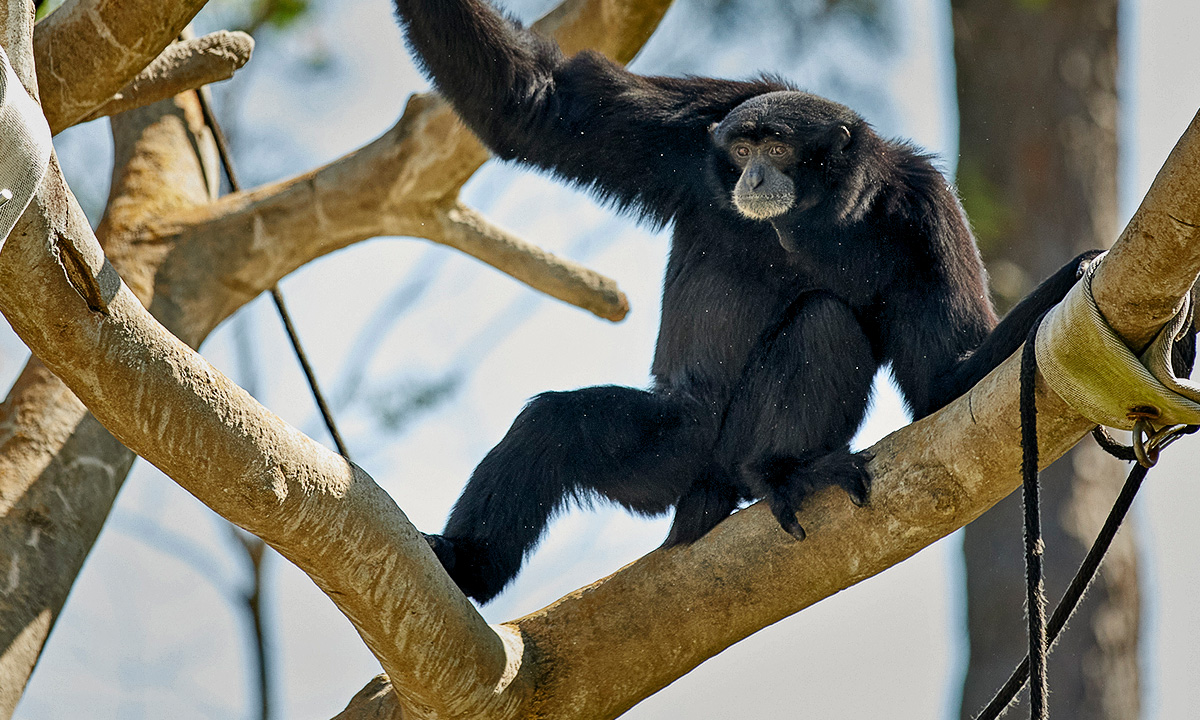 Siamang :: Riverbanks Zoo & Garden