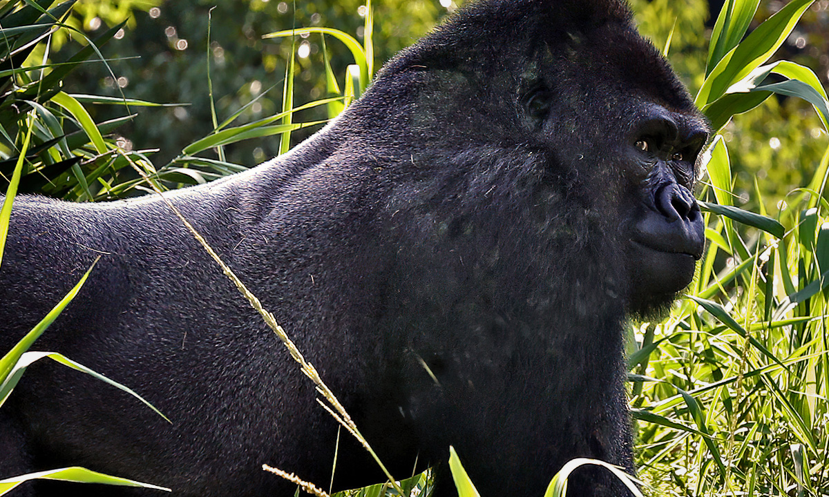 Western Lowland Gorilla :: Riverbanks Zoo & Garden