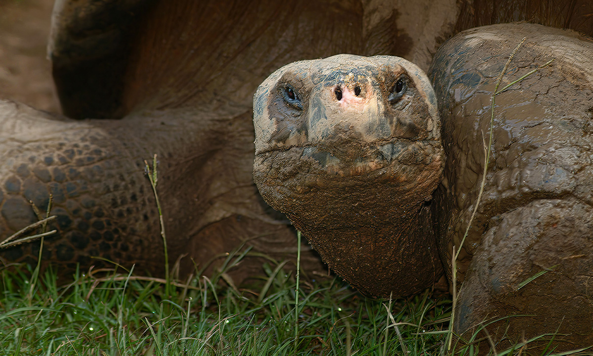 Galapagos Tortoise :: Riverbanks Zoo & Garden