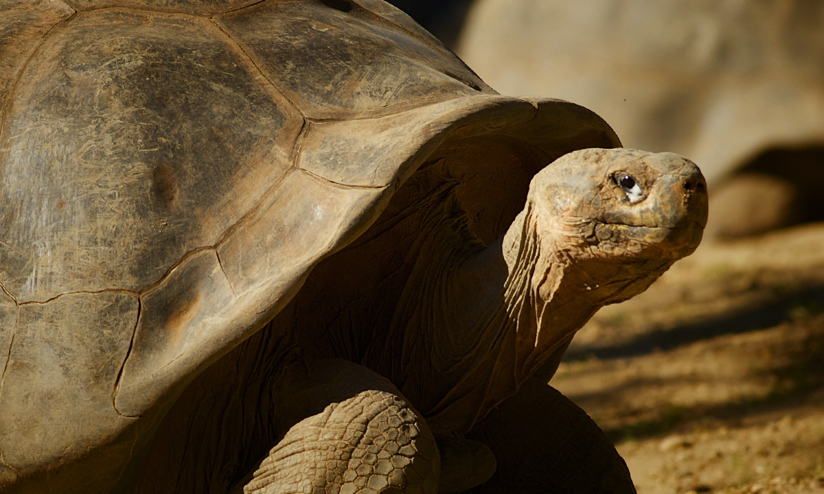 Reptiles :: Riverbanks Zoo & Garden