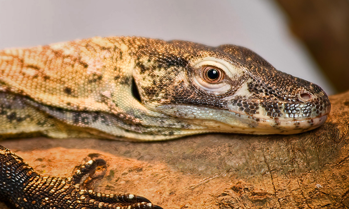 Komodo Dragon :: Riverbanks Zoo & Garden