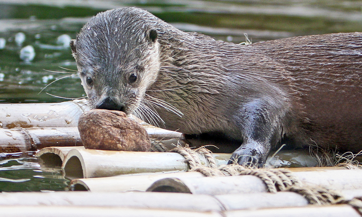 Animal Enrichment at Riverbanks :: Riverbanks Zoo & Garden